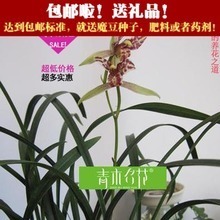 建蘭金荷 經(jīng)典名品全解析與選購養(yǎng)護指南